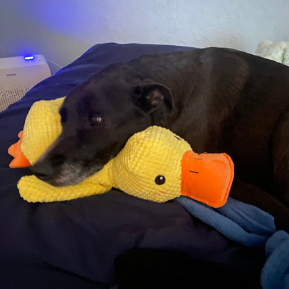 QuackCalm™ - בובת ברווז מרגיעה